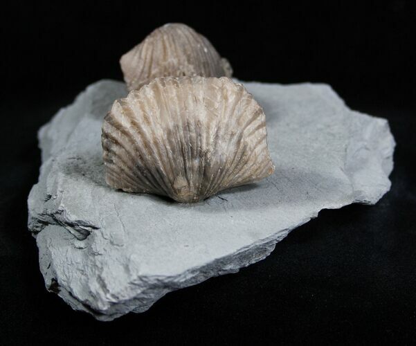 Platystrophia Brachiopods From Kentucky #1846